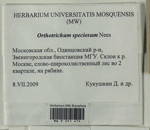 Lewinskya speciosa (Nees) F. Lara, Garilleti & Goffinet, Гербарий мохообразных, Мхи - Москва и Московская область (B6a) (Россия)