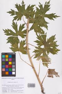 Живокость высокая L., Восточная Европа, Северный район (E1) (Россия)