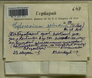 Hylocomium splendens (Hedw.) Schimp., Гербарий мохообразных, Мхи - Дальний Восток (без Чукотки и Камчатки) (B20) (Россия)