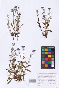 Myosotis decumbens subsp. decumbens, Восточная Европа, Северный район (E1) (Россия)