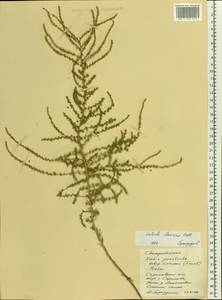 Caroxylon laricinum (Pall.) Tzvelev, Восточная Европа, Нижневолжский район (E9) (Россия)