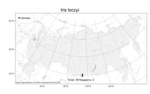 Iris loczyi, Ирис Лочи Kanitz, Атлас флоры России (FLORUS) (Россия)