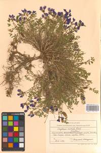 Остролодочник завернутый Ledeb., Сибирь, Чукотка и Камчатка (S7) (Россия)