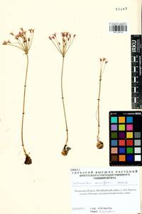 Лук нереиноцветковый (Herb.) G.Don, Сибирь, Прибайкалье и Забайкалье (S4) (Россия)