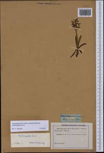 Anacamptis morio subsp. caucasica (K.Koch) H.Kretzschmar, Eccarius & H.Dietr., Кавказ (без точных местонахождений) (K0)