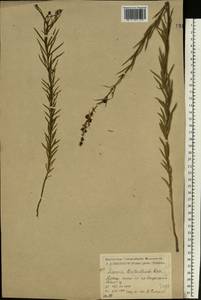 Льнянка Биберштейна Besser, Восточная Европа, Центральный лесостепной район (E6) (Россия)