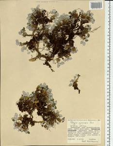 Dryas octopetala subsp. ajanensis (Juz.) Hultén, Сибирь, Дальний Восток (S6) (Россия)