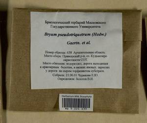 Ptychostomum pseudotriquetrum (Hedw.) J.R. Spence & H.P. Ramsay, Гербарий мохообразных, Мхи - Архангельская и Вологодская области, Коми, Ненецкий АО (B7) (Россия)