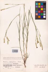 Dianthus monadelphus subsp. pallens (Sm.) Greuter & Burdet, Восточная Европа, Нижневолжский район (E9) (Россия)
