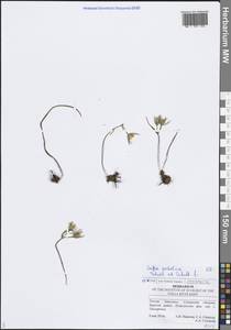 Гусиный лук подольский Schult. & Schult.f., Восточная Европа, Средневолжский район (E8) (Россия)