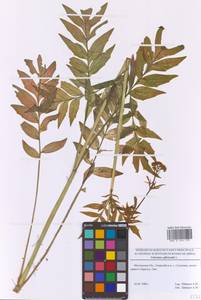 Валериана лекарственная L., Восточная Европа, Московская область и Москва (E4a) (Россия)