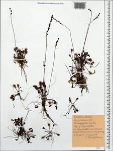 Drosera ×obovata Mert. & W. D. J. Koch, Восточная Европа, Центральный лесостепной район (E6) (Россия)