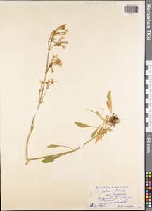 Смолевка поникшая L., Восточная Европа, Центральный район (E4) (Россия)