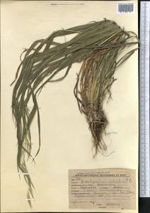 Коротконожка лесная (Huds.) P.Beauv., Средняя Азия и Казахстан, Западный Тянь-Шань и Каратау (M3) (Киргизия)