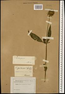 Ворсянка щетинистая Willd., Кавказ (без точных местонахождений) (K0)