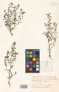 Льняночка малая, Хеноринум малый (L.) Lange, Восточная Европа, Московская область и Москва (E4a) (Россия)