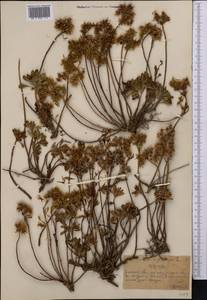 Очиток гибридный (L.) 't Hart, Средняя Азия и Казахстан, Северный и Центральный Тянь-Шань (M4) (Казахстан)