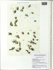 Сальвиния плавающая (L.) All., Восточная Европа, Центральный лесостепной район (E6) (Россия)