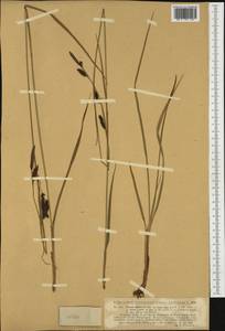 Carex binervis Sm., Западная Европа (EUR) (Германия)