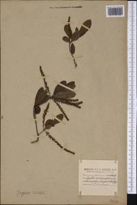 Cyrilla racemiflora L., Америка (AMER) (США)