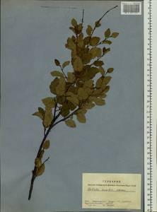 Береза приземистая Schrank, Сибирь, Алтай и Саяны (S2) (Россия)