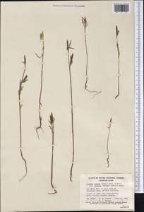Clarkia amoena subsp. caurina (Abrams) F. H. Lewis & M. E. Lewis, Америка (AMER) (Канада)