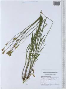 Колокольчик алтайский Ledeb., Восточная Европа, Центральный лесостепной район (E6) (Россия)