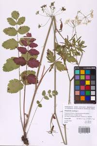 Бедренец камнеломковый, Бедренец-камнеломка L., Восточная Европа, Северо-Западный район (E2) (Россия)