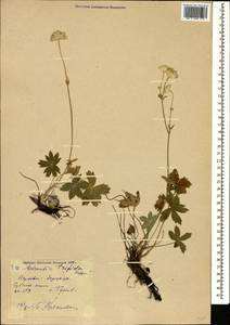 Astrantia major subsp. biebersteinii (Fisch. & C. A. Mey.) I. Grint., Кавказ, Дагестан (K2) (Россия)