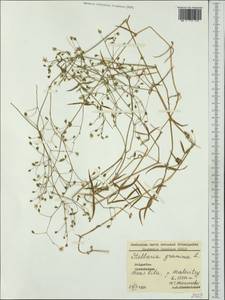Звездчатка злаковая, Звездчатка злаковидная L., Западная Европа (EUR) (Болгария)