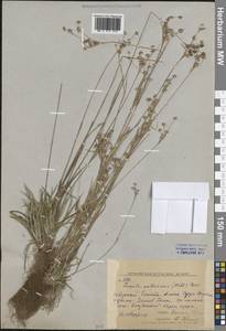 Ожика бледная Sw., Сибирь, Дальний Восток (S6) (Россия)