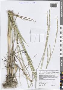 Пырейник изменчивый (Drobow) Tzvelev, Сибирь, Прибайкалье и Забайкалье (S4) (Россия)