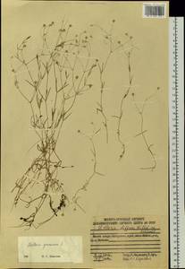 Звездчатка злаковая, Звездчатка злаковидная L., Сибирь, Дальний Восток (S6) (Россия)