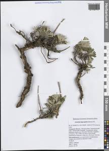 Полынь куроголовчатая, Полынь заячьеголовая (Fisch. ex Besser) DC., Сибирь, Дальний Восток (S6) (Россия)