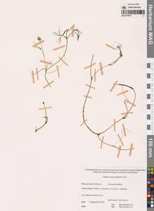 Лютик Гмелина DC., Сибирь, Чукотка и Камчатка (S7) (Россия)