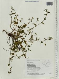 Фиалка собачья L., Восточная Европа, Центральный район (E4) (Россия)