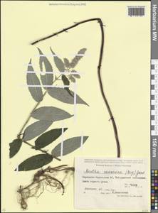 Мята длиннолистная, Кавказ, Ставропольский край, Карачаево-Черкесия, Кабардино-Балкария (K1b) (Россия)