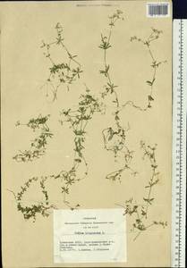 Подмаренник топяной L., Сибирь, Алтай и Саяны (S2) (Россия)