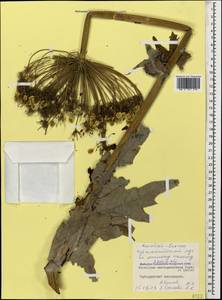 Борщевик Мантегацци Sommier & Levier, Кавказ, Ставропольский край, Карачаево-Черкесия, Кабардино-Балкария (K1b) (Россия)