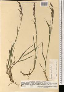 Костер Пампелла Scribn., Монголия (MONG) (Монголия)