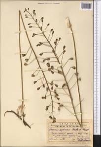 Eremurus soogdianus (Regel) Benth. & Hook.f., Средняя Азия и Казахстан, Памир и Памиро-Алай (M2) (Узбекистан)