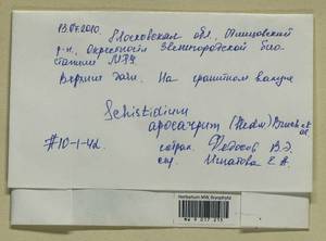 Schistidium apocarpum (Hedw.) Bruch & Schimp., Гербарий мохообразных, Мхи - Москва и Московская область (B6a) (Россия)