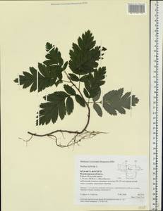Hedlundia hybrida (L.) Sennikov & Kurtto, Восточная Европа, Центральный район (E4) (Россия)