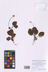 Грушанка малая L., Восточная Европа, Московская область и Москва (E4a) (Россия)