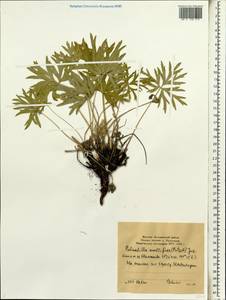 Прострел многораздельный (Pritz.) Zāmelis, Сибирь, Якутия (S5) (Россия)