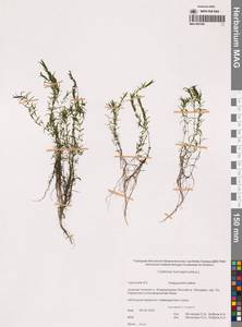 Болотник обоеполый L., Сибирь, Чукотка и Камчатка (S7) (Россия)