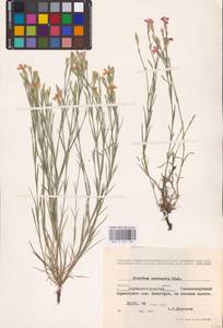 Гвоздика угольная Klokov, Восточная Европа, Северо-Украинский район (E11) (Украина)