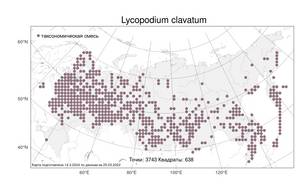Lycopodium clavatum, Плаун булавовидный L., Атлас флоры России (FLORUS) (Россия)