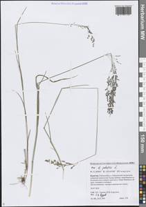 Мятлик болотный L., Сибирь, Прибайкалье и Забайкалье (S4) (Россия)