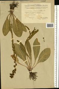 Jacobaea racemosa subsp. kirghisica (DC.) Galasso & Bartolucci, Восточная Европа, Восточный район (E10) (Россия)